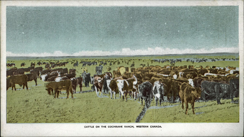 Cattle on the Cochrane Ranch, Western Canada Photo courtesy Internet Archive